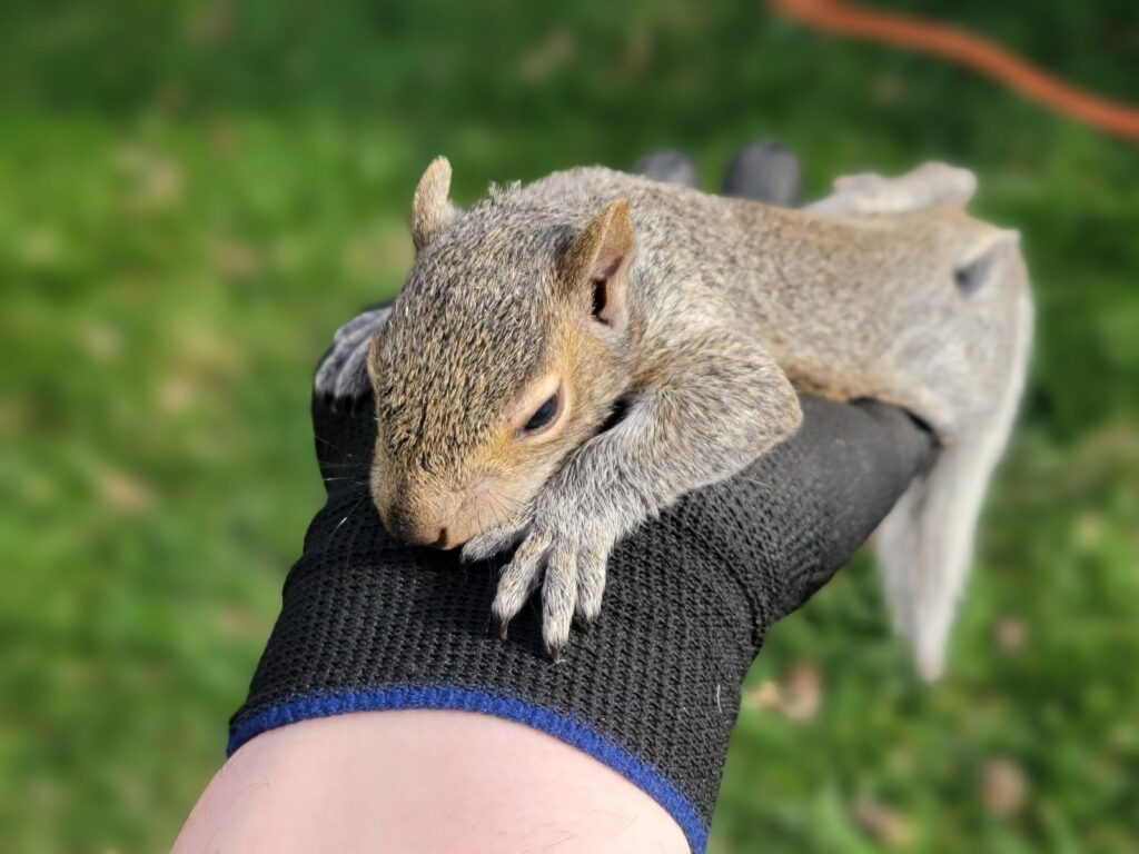 Squirrel held by Skedaddle Technician