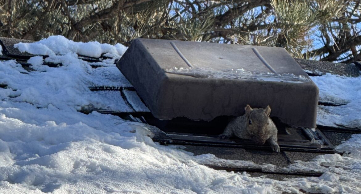 How Squirrels Store Food and Why They Sometimes Forget Their Stashes