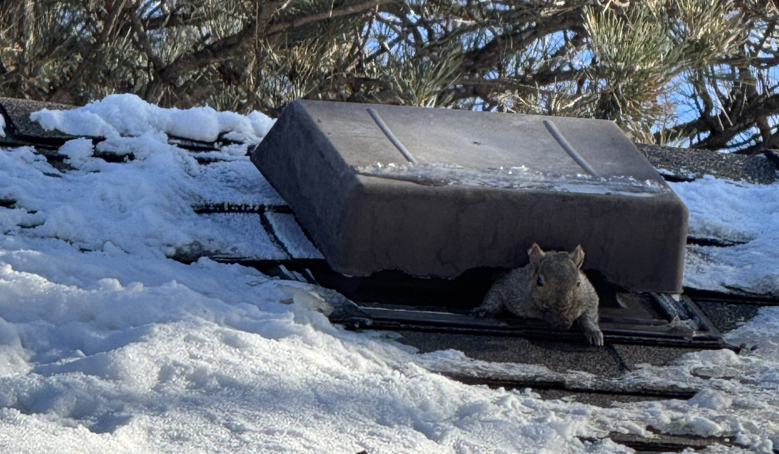 How Squirrels Store Food and Why They Sometimes Forget Their Stashes