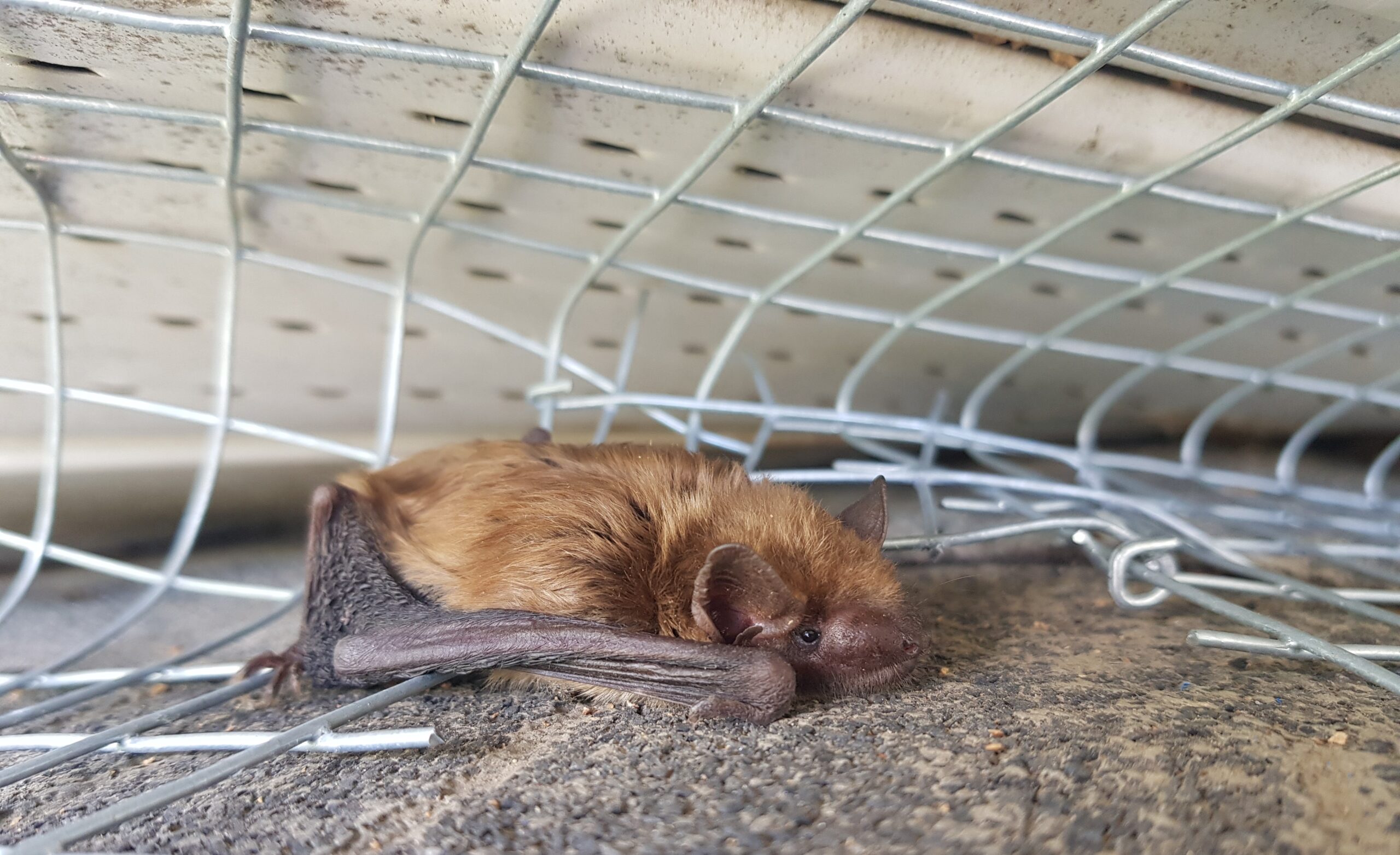 How to Tell if Bats Are Roosting in Your Attic in December