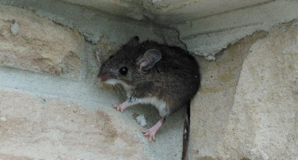 How to Tell the Difference Between Mice and Rat Infestations in Winter