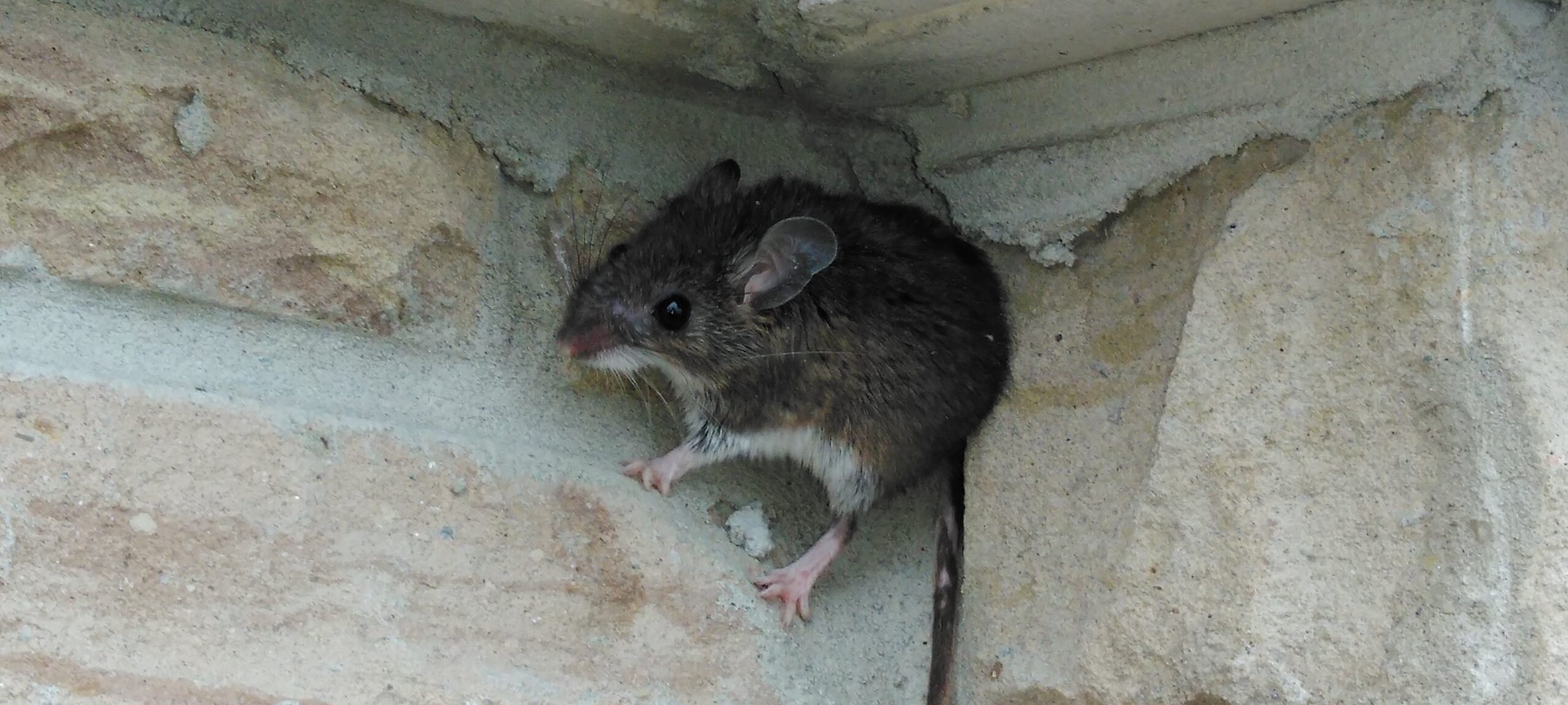 How to Tell the Difference Between Mice and Rat Infestations in Winter