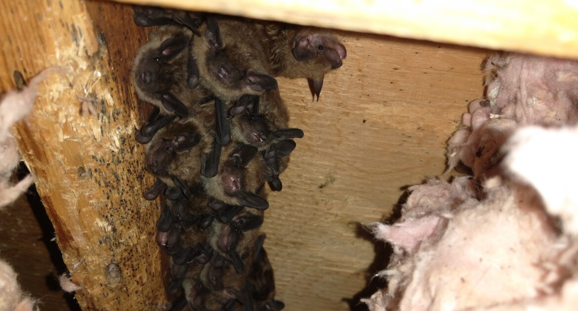 Humane Bat Removal and Prevention Before Baby Season