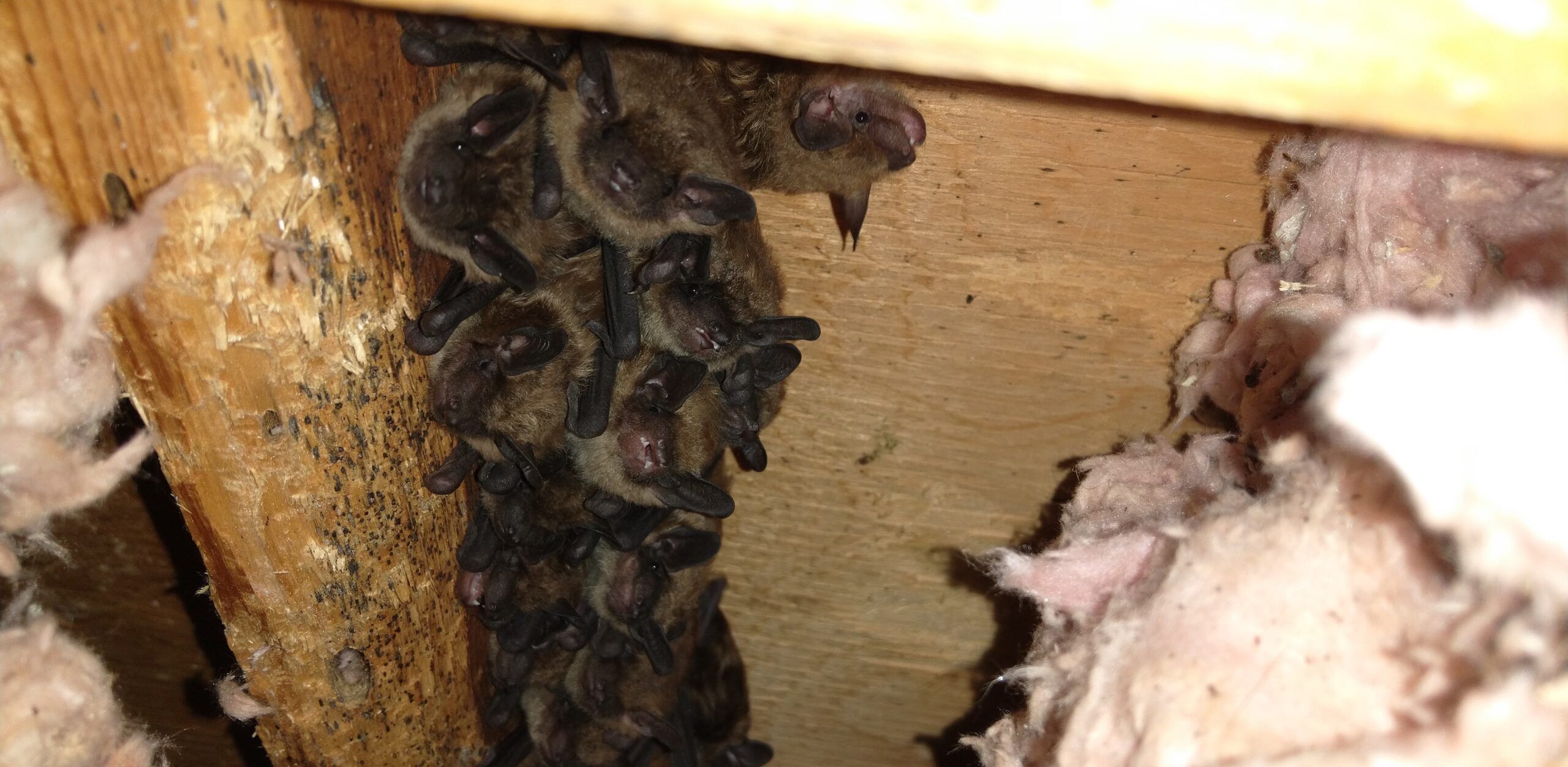Humane Bat Removal and Prevention Before Baby Season