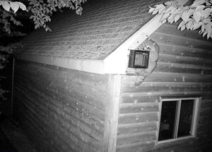 Nocturnal Neighbors Raccoon Climbing Shed