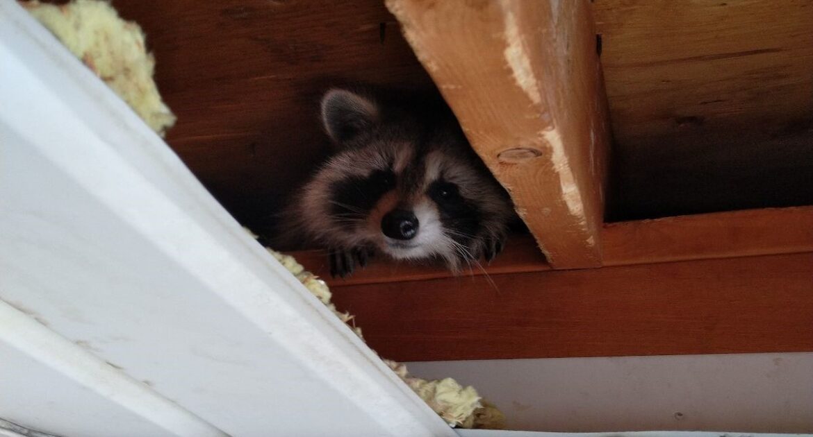 Noises in the Attic at Night