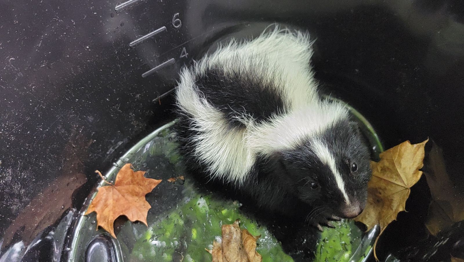 Preventing Skunks From Burrowing Near Homes in December