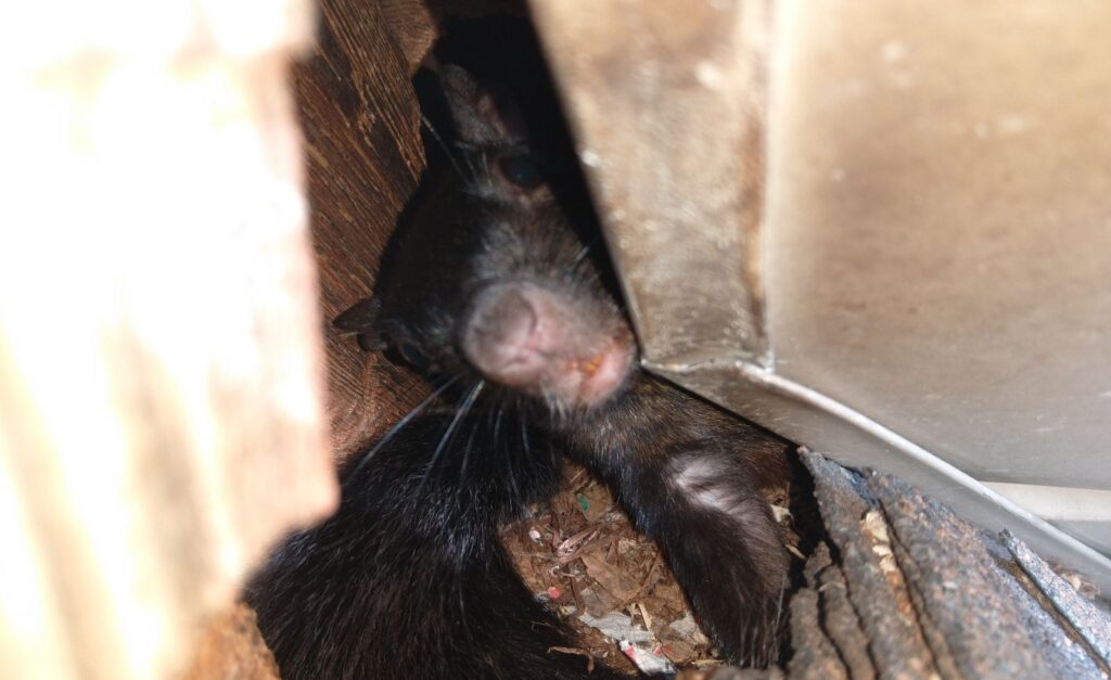 Squirrel Hiding Entry