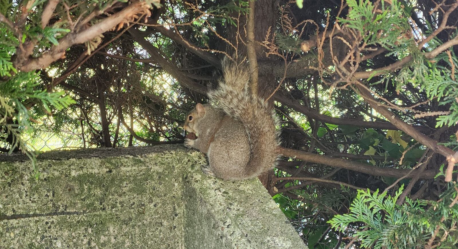 Protecting Atlanta Businesses From Squirrel Damage During the Colder Months