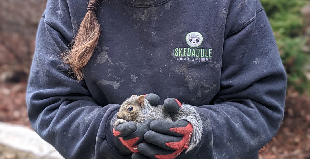 Protecting Holiday Decorations From Curious Squirrels