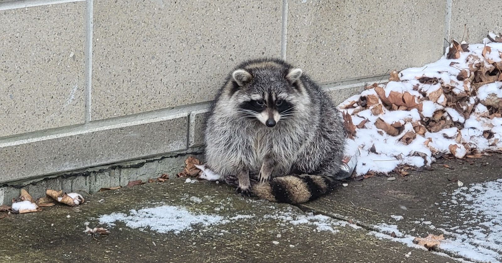 Raccoon Diets