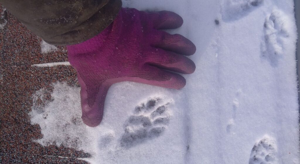 Raccoon Print in Snow Compared to Technicians Hand