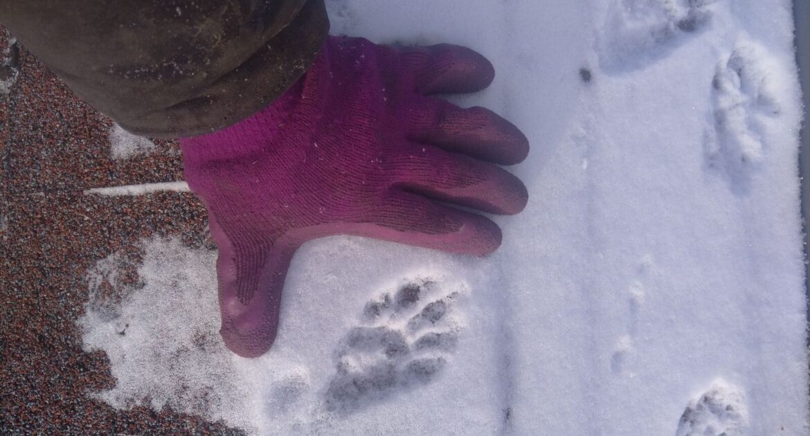 Raccoon Tracks in Ohio Snow
