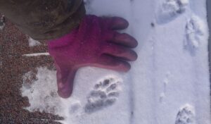 Raccoon Tracks in Ohio Snow