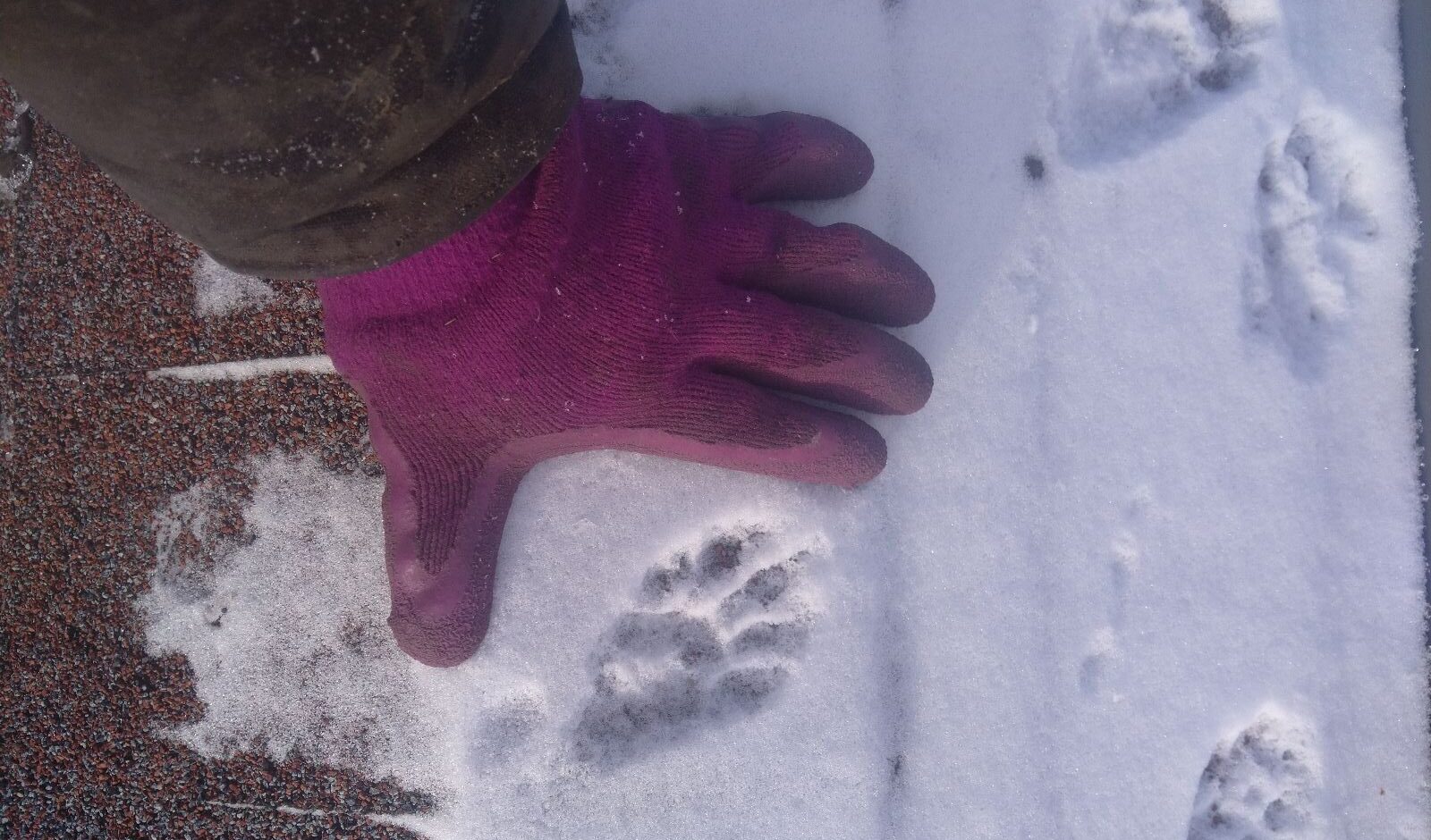 Raccoon Tracks in Ohio Snow