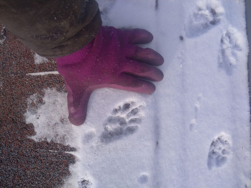 Large raccoon print in snow compared to technicians hand Large raccoon print in snow compared to technicians hand