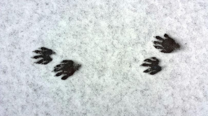 Raccoon Tracks in the Snow