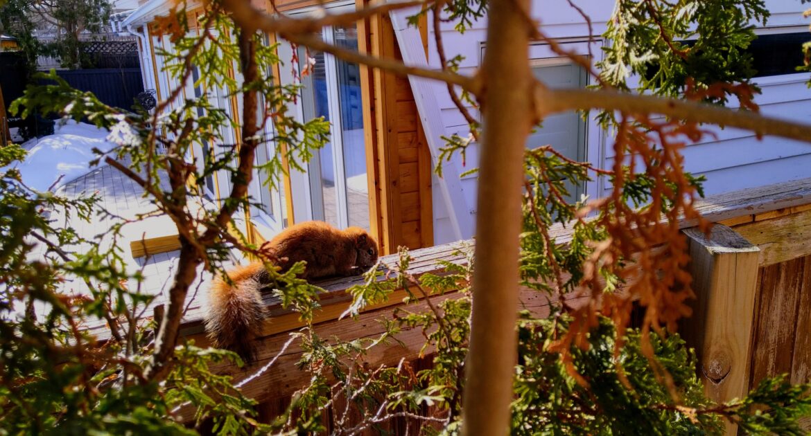 Red Squirrels vs. Grey Squirrels