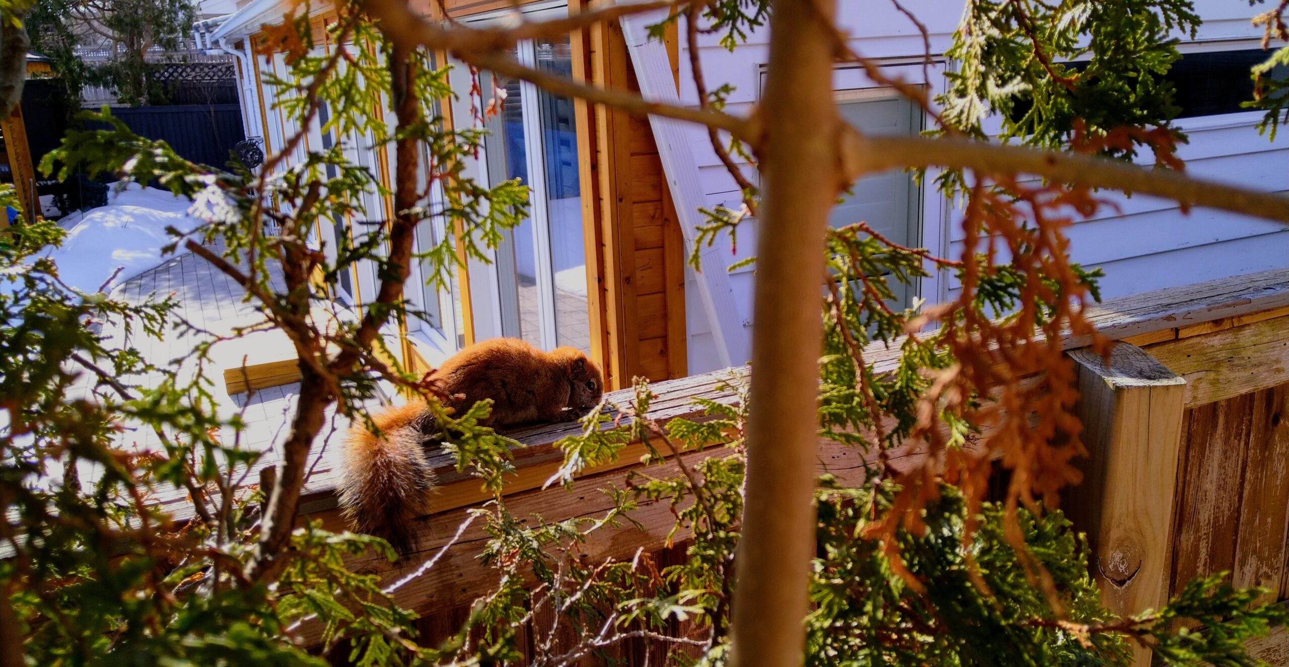 Red Squirrels vs. Grey Squirrels