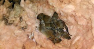 Roof Rats in Attics
