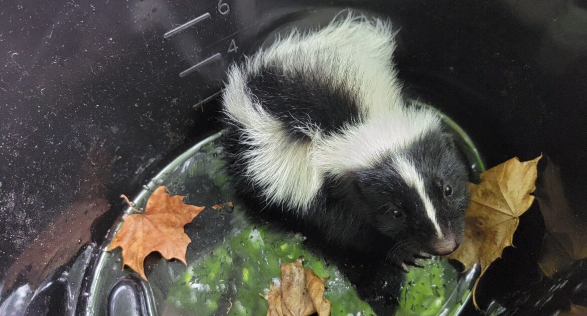 Skunk Diets