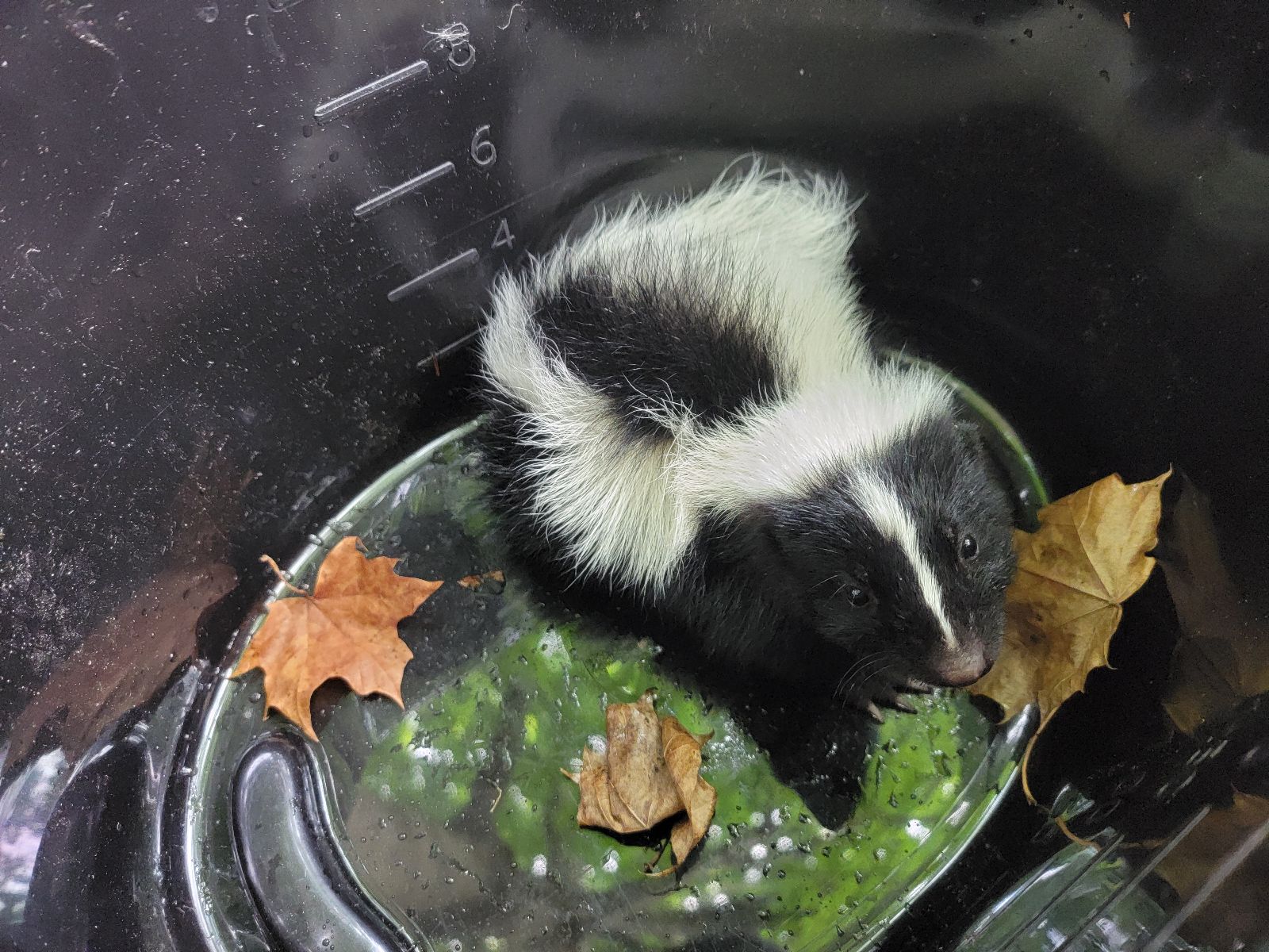 Skunk Diets