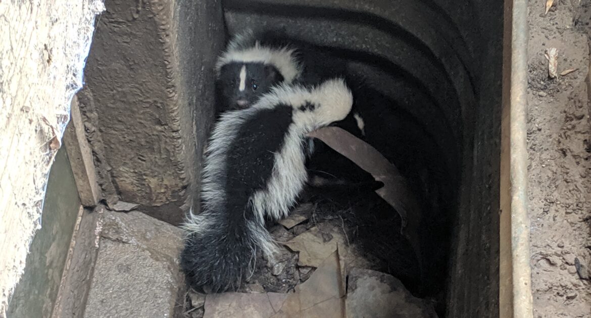 Skunks and Frozen Ground