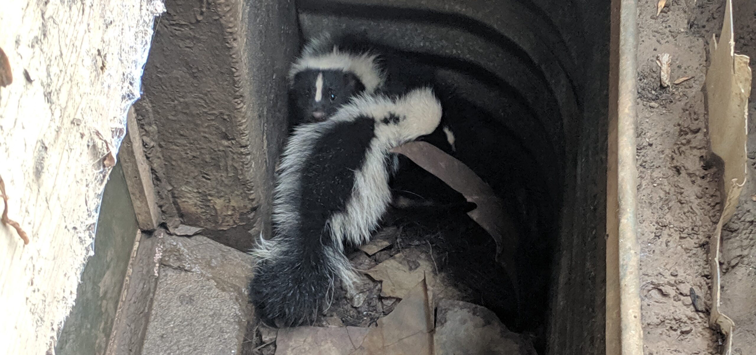 Skunks and Frozen Ground