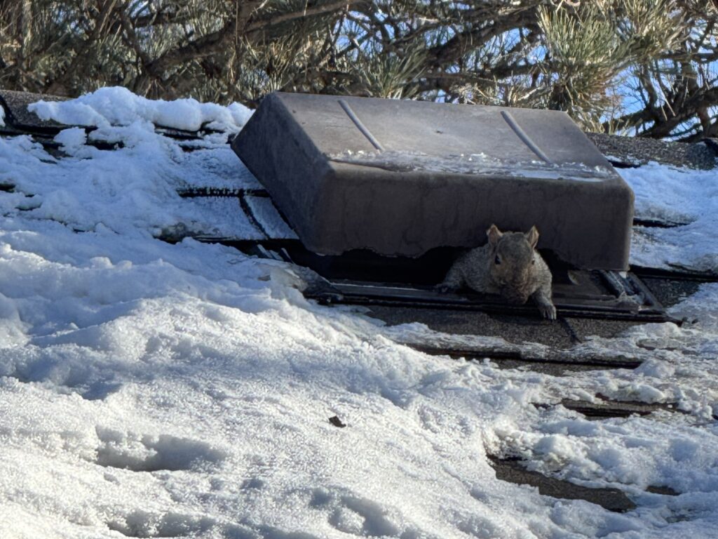 Minnesota Squirrel in Roof Vent Minnesota Squirrel in Roof Vent