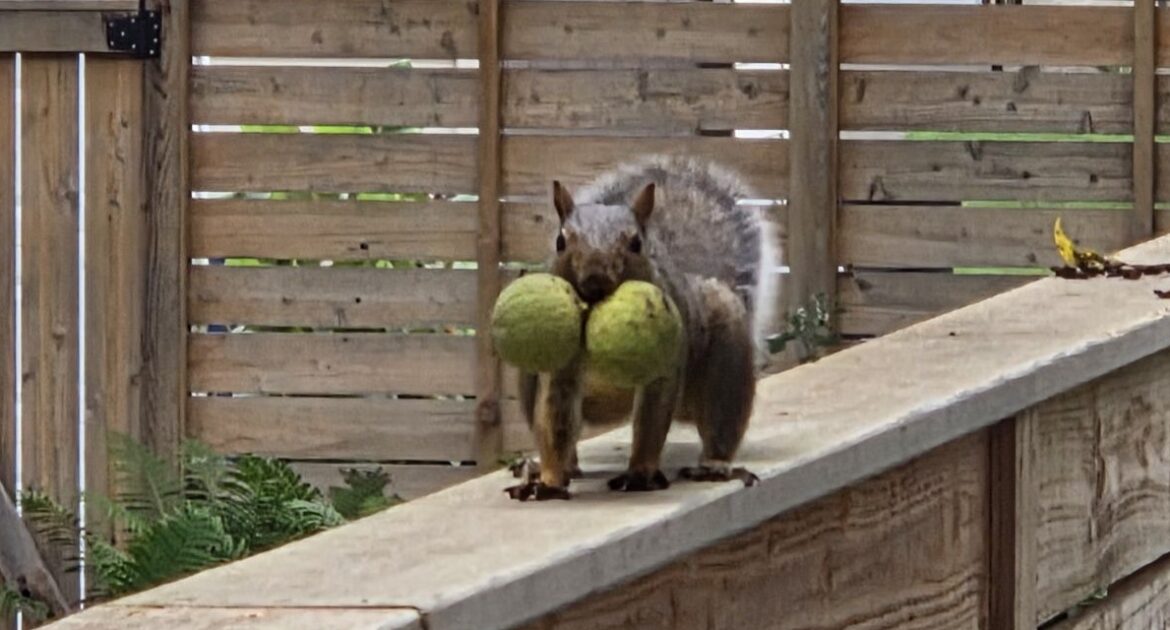 Squirrel Nesting Habits