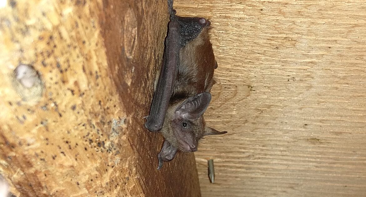 Where Do Bats Go in Canadian Winters