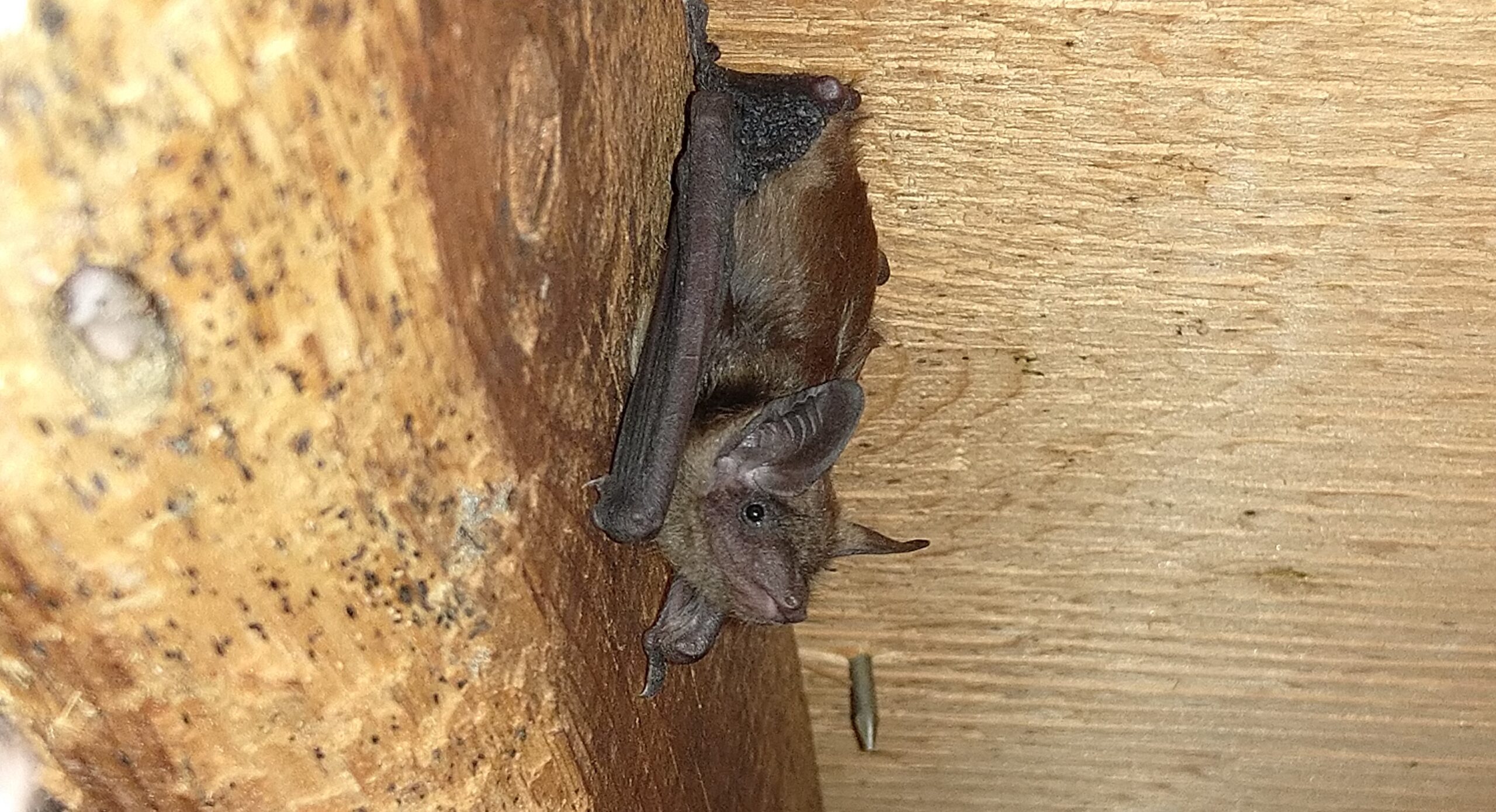 Where Do Bats Go in Canadian Winters