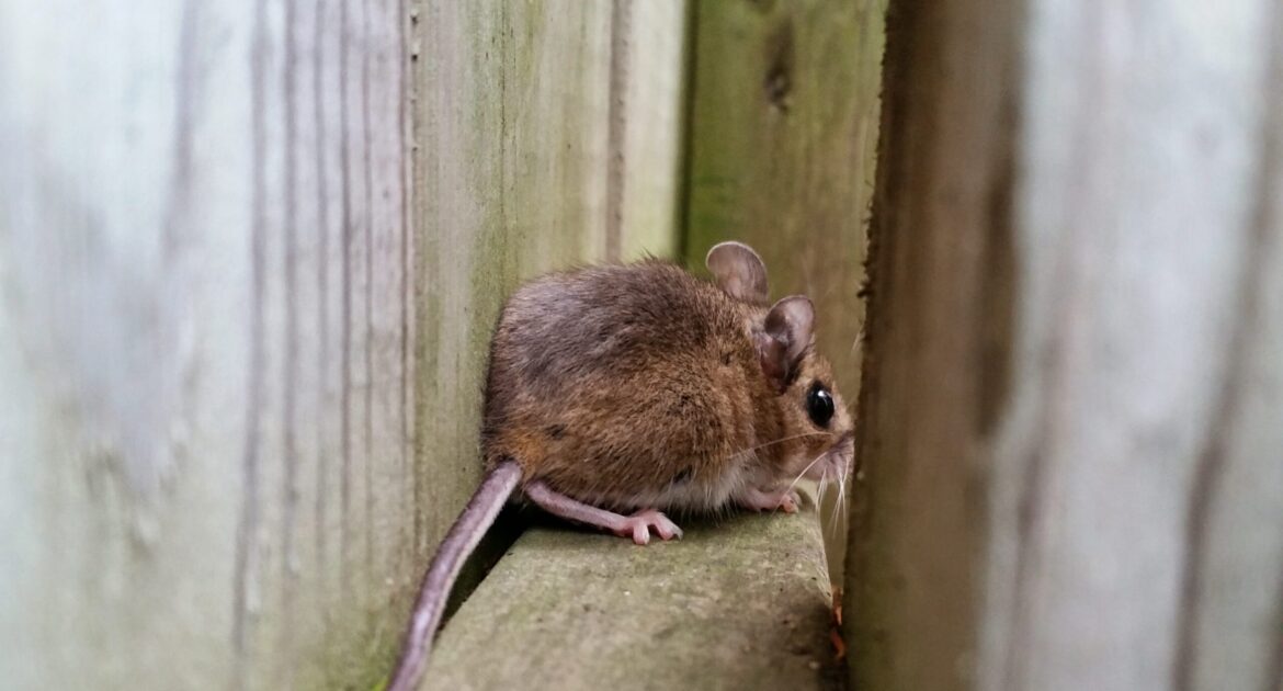Why Atlanta Homes See a Spike in Mouse Infestations During Winter