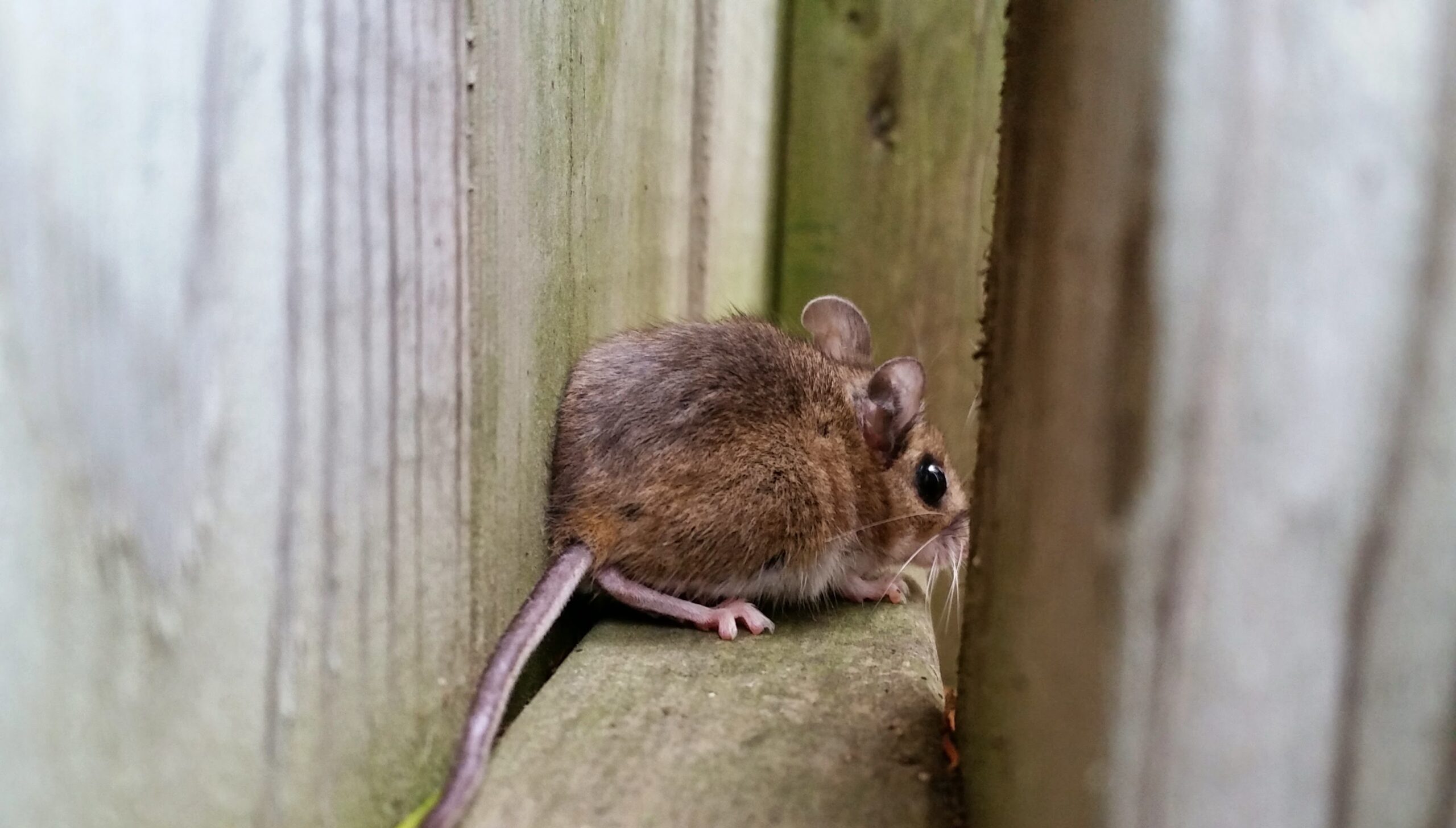 Why Atlanta Homes See a Spike in Mouse Infestations During Winter