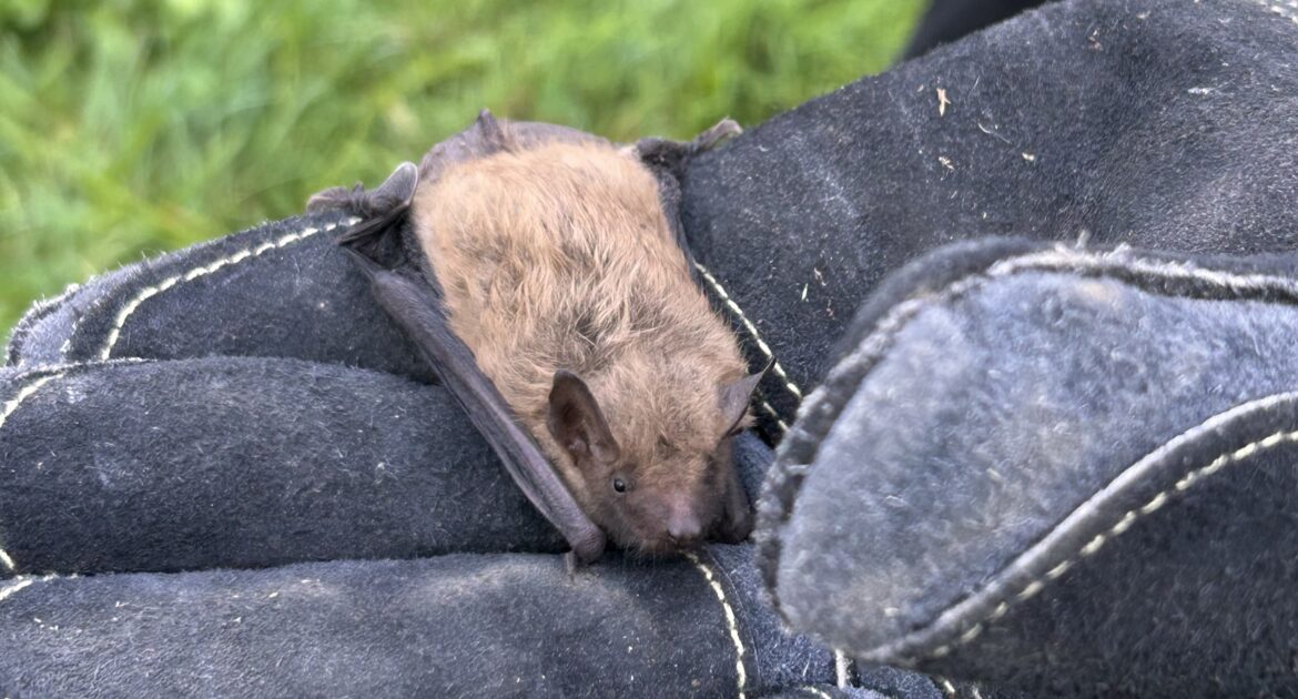 Why Bats Choose Attics for Roosting Over Natural Caves