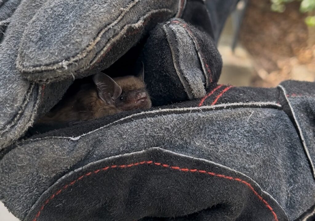 Bat in Technican Hand