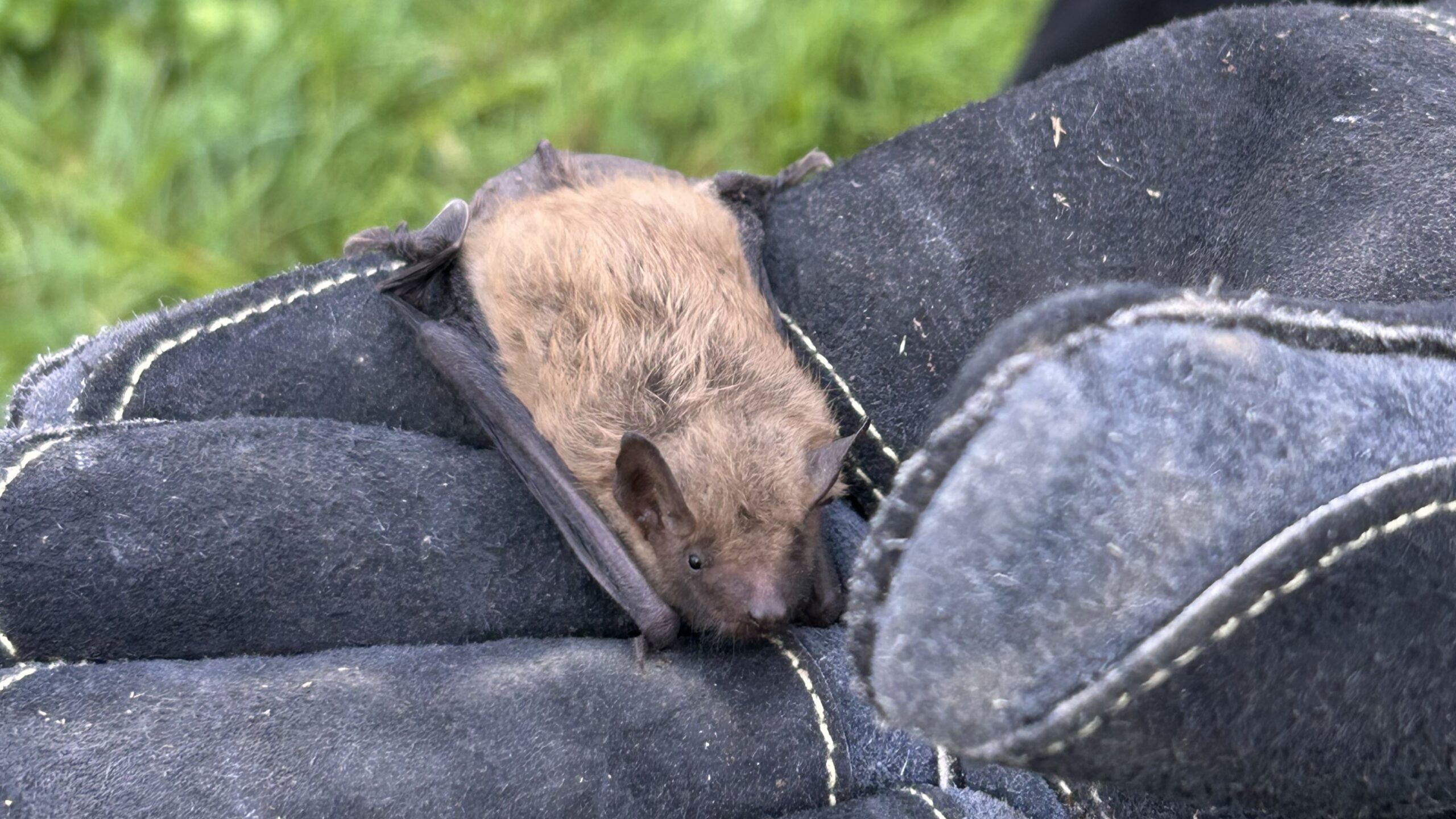 Why Bats Choose Attics for Roosting Over Natural Caves