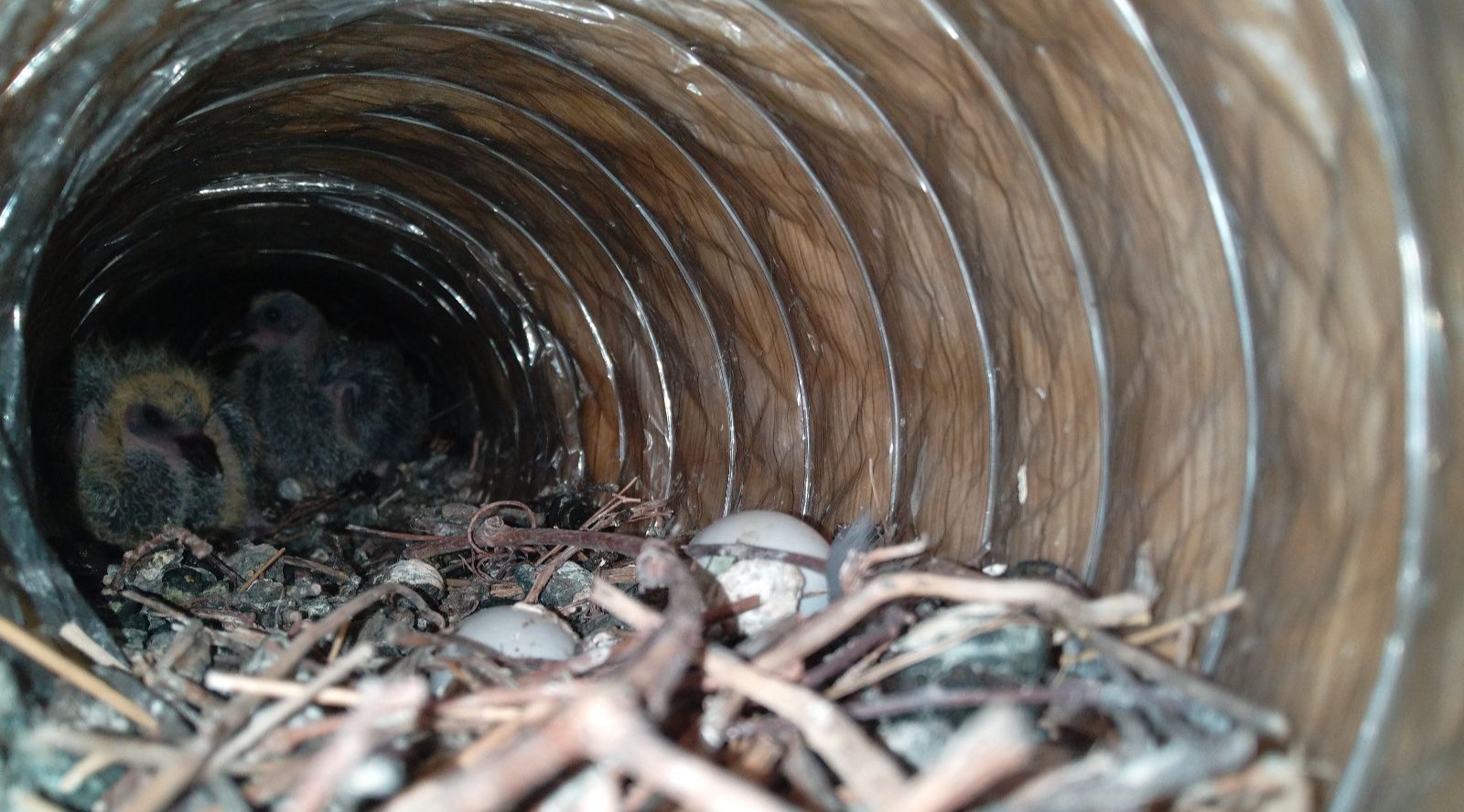 Why Birds Nest in Vents and Chimneys Instead of Trees