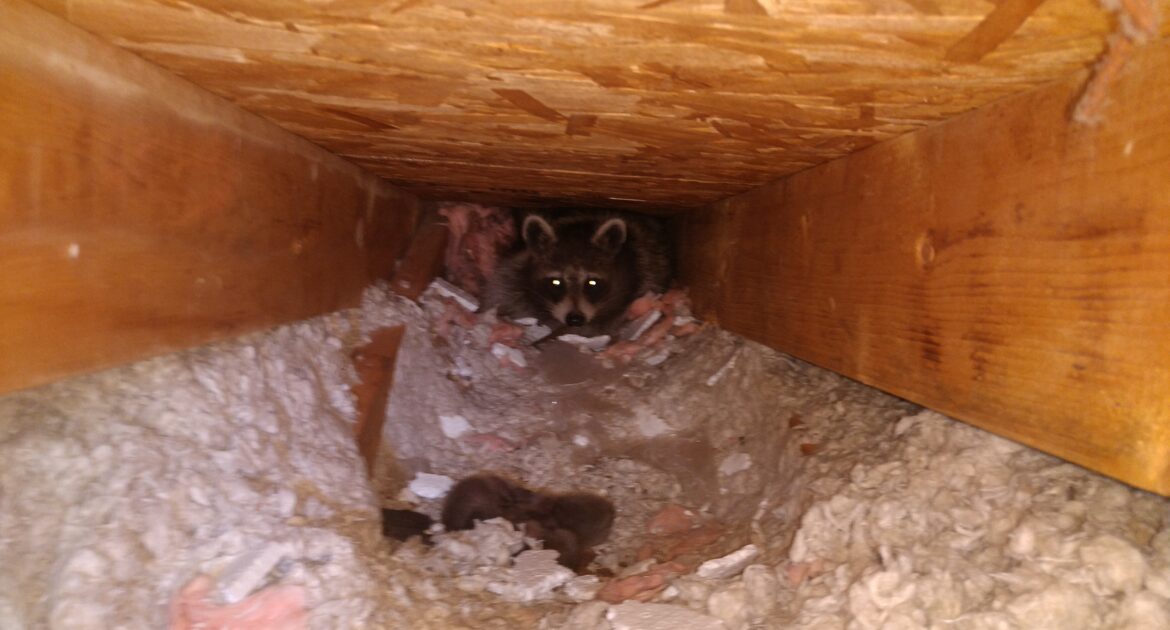 Why DIY Raccoon Removal Is Especially Dangerous in Winter