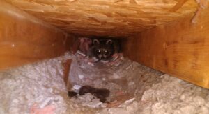 Why DIY Raccoon Removal Is Especially Dangerous in Winter