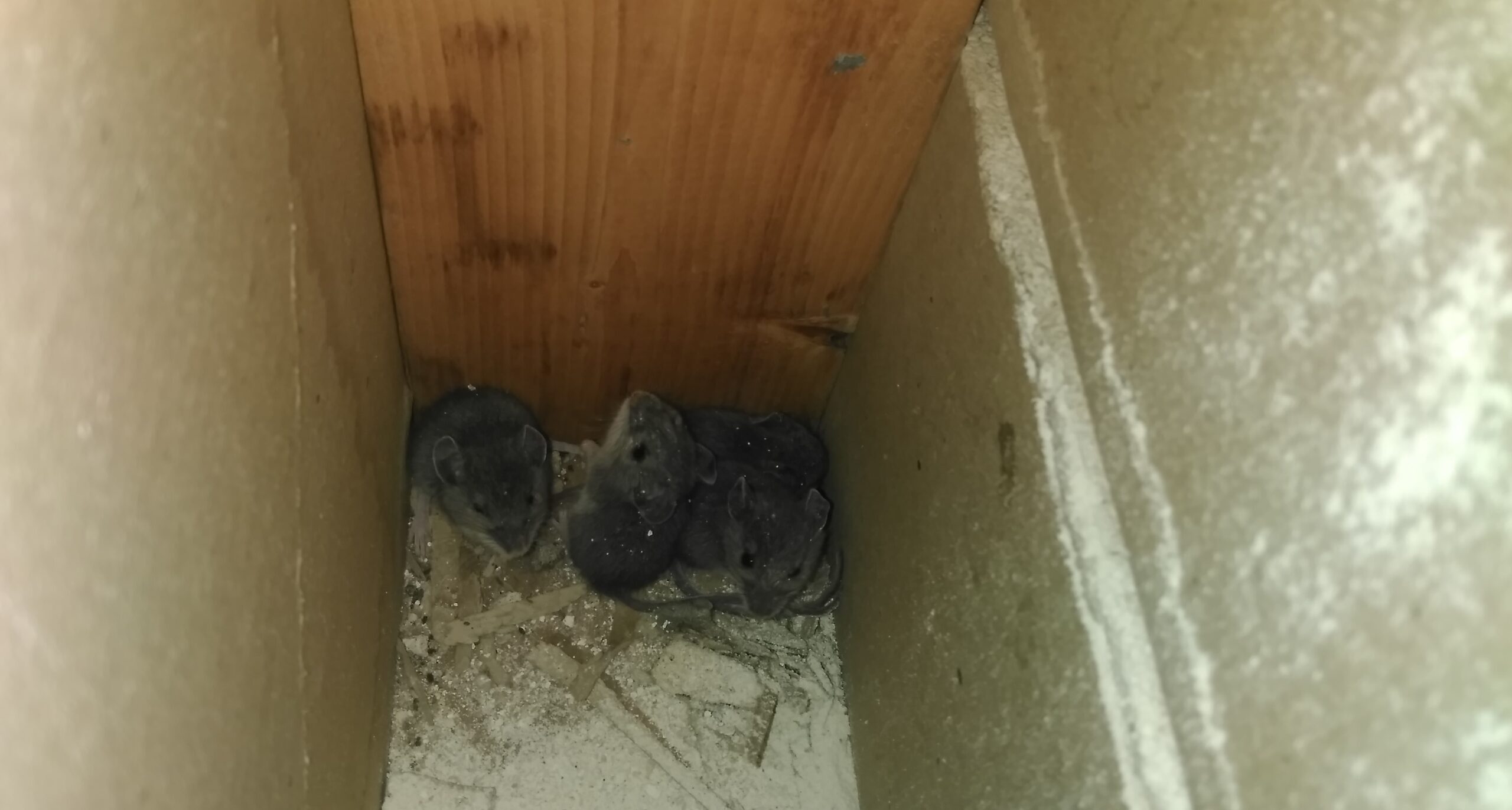 Why Humane Mouse Control Protects Families During Winter Months