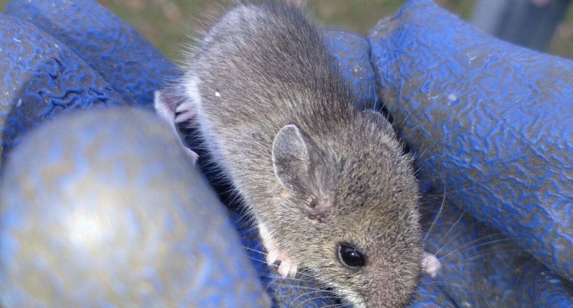 Why Mice Gnaw Constantly and the Damage It Causes in Homes