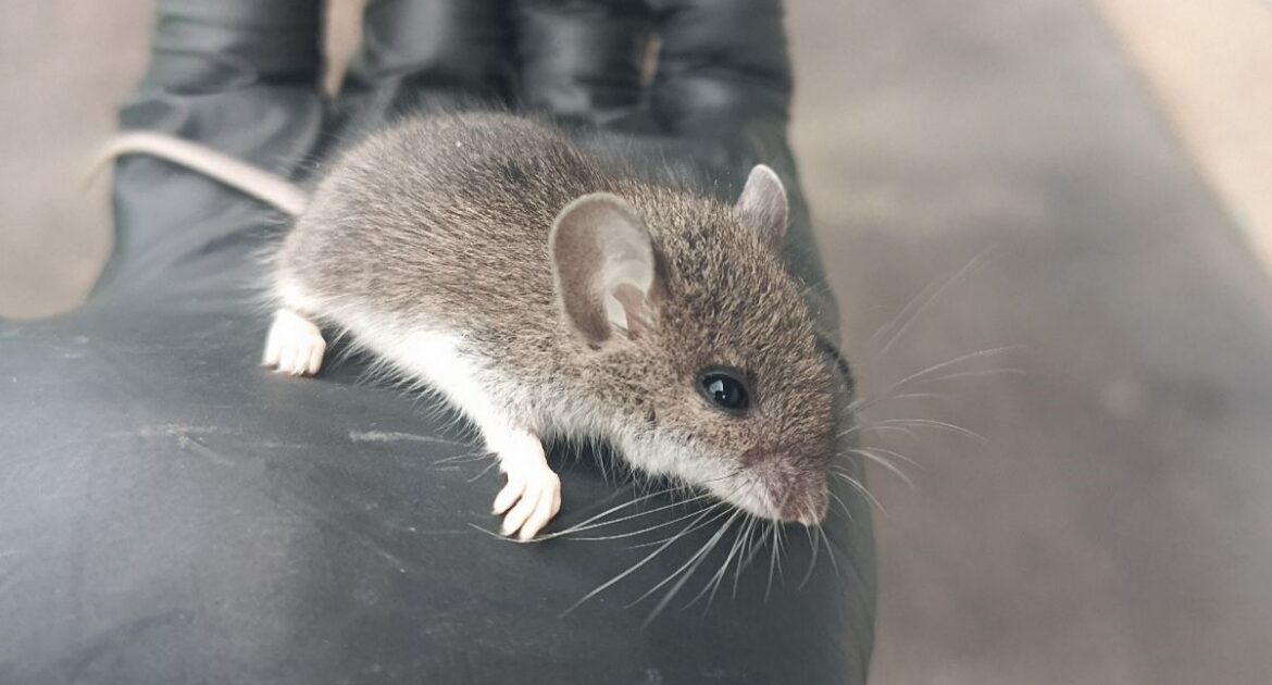 Why Mice Invade Lakewood Homes as Temperatures Plunge