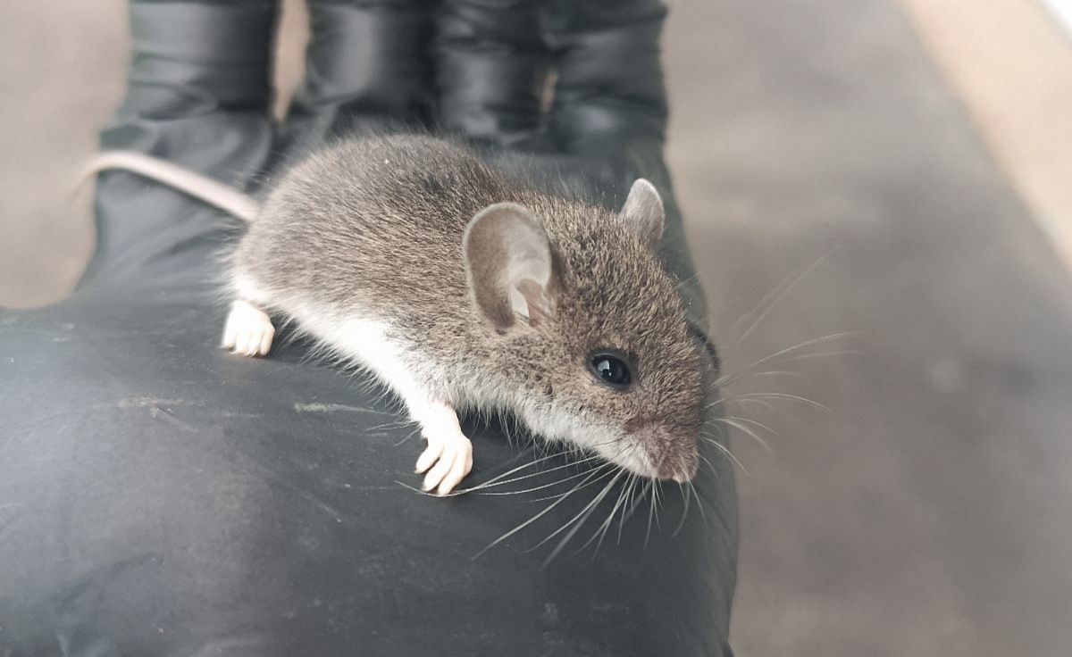 Why Mice Invade Lakewood Homes as Temperatures Plunge