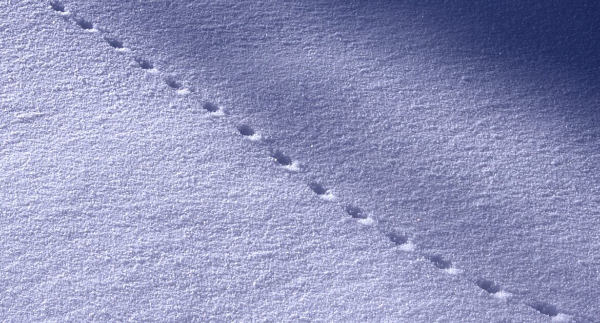 Why Mice Love Holiday Storage Boxes and Decorations