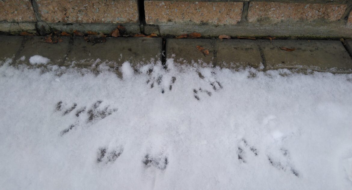 Why Mice Move Into Ohio Homes and Businesses in Winter