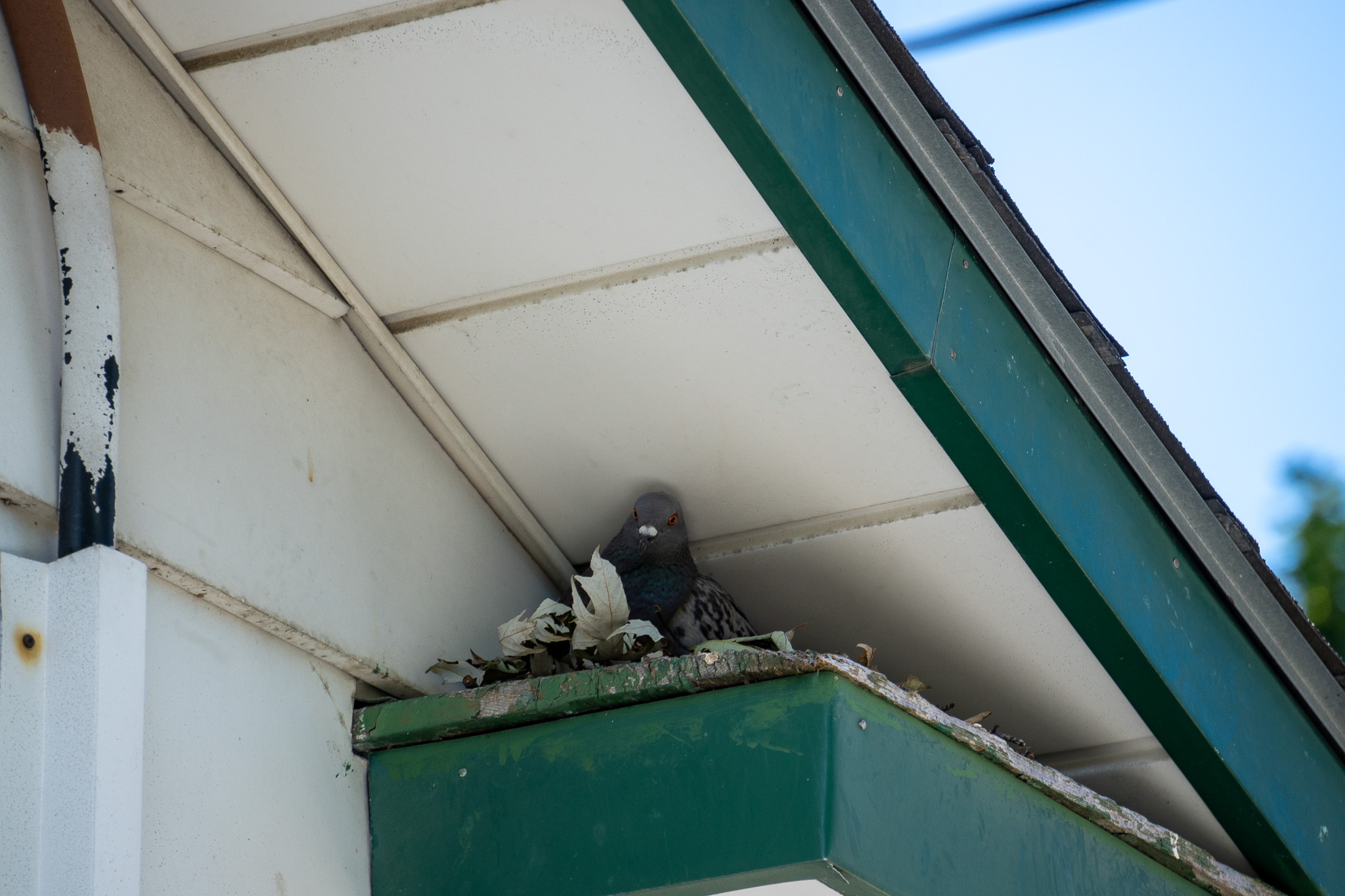 Why Pigeons Thrive in Cities Year Round