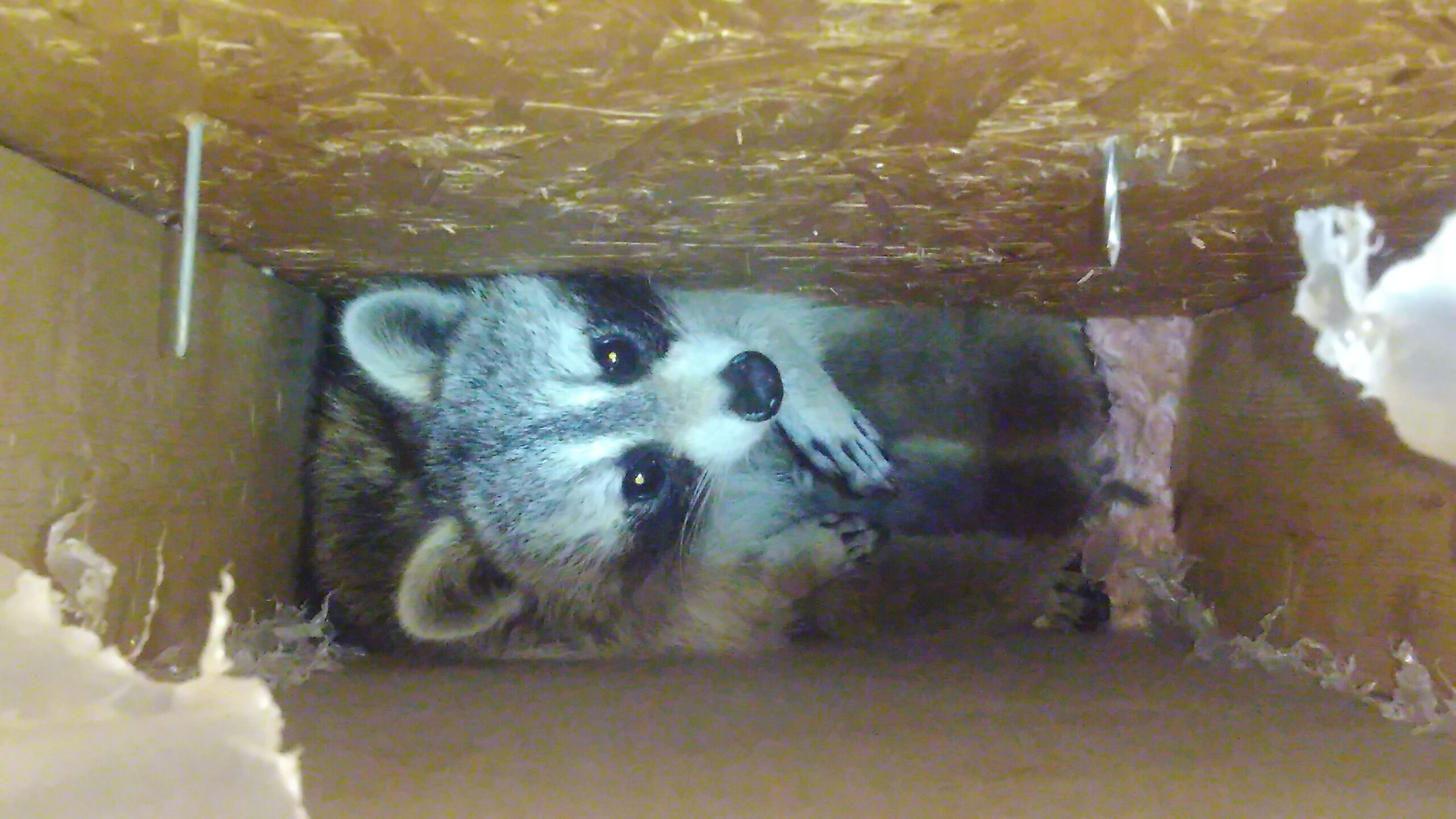 Why Raccoons Break Into Garbage Bins More Often in Winter