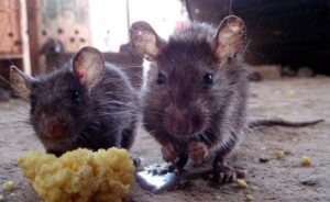 Why Rats Target Food Storage Areas in Cold Weather Thornhill