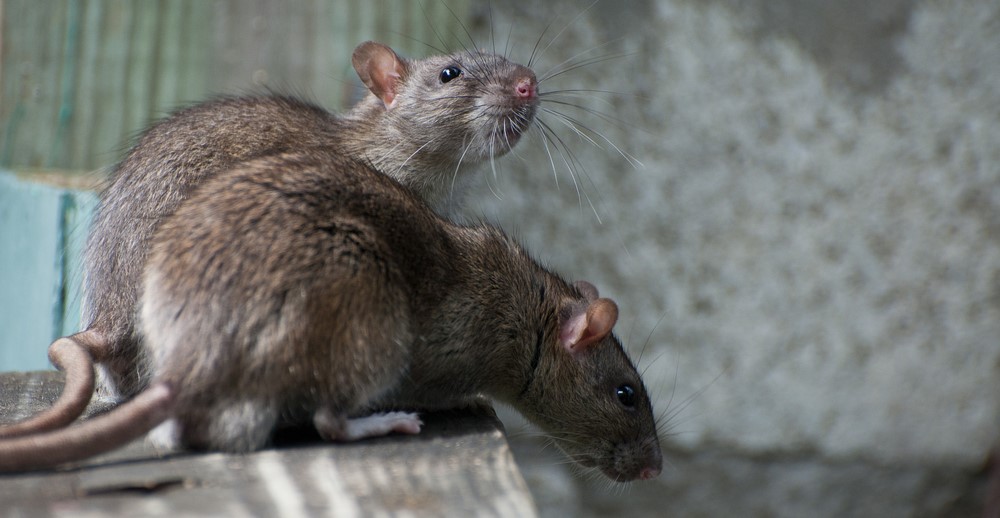 Why Rats Target Food Storage Areas in Cold Weather